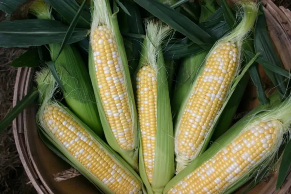 Fantastic XR Sweet Corn